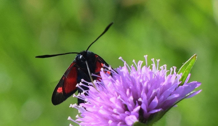 Zygaena viciae charon (Zygaenidae)?	No, Zygaena filipendulae